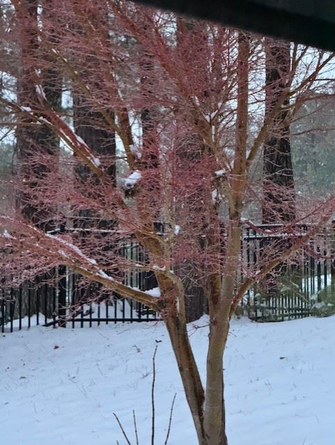 Snow Day in Pelham January 10, 2024