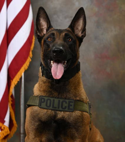 K9 Major