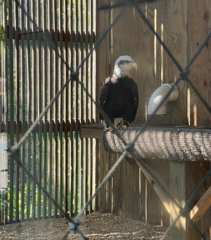 Bald Eagle at the Alabama Wildlife Center